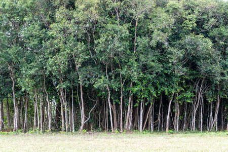 Green trees and lush foliage in a sunny summer forest landscape