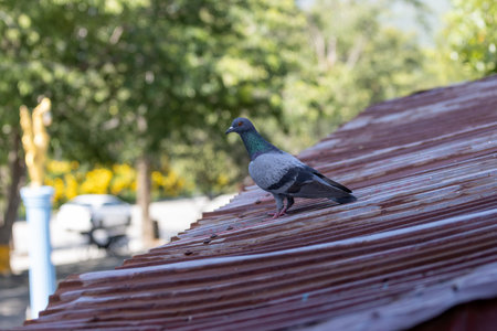 A solitary gray pigeon with beautiful feathers sits on a wooden surface