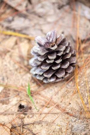 Macro close-up of a brown pine cone on the forest ground or stoneの写真素材