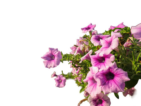 A close-up of a pink flower with petals in bloom, isolated against white, showing its beautyの写真素材