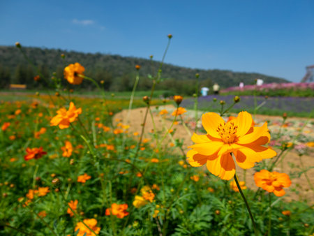 Bright yellow flowers bloom in a summer field under the sky, a nature scene of vibrant color and beautyの写真素材