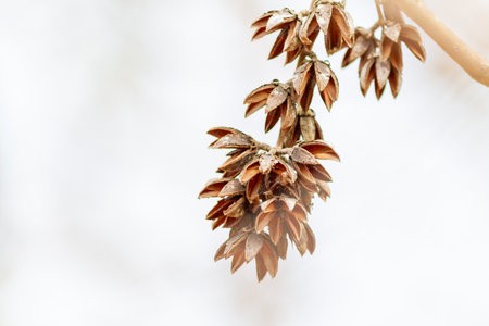 Autumn leaves on a branch, showing the nature and fall color of the season in the forestの写真素材