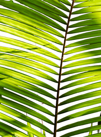a tropical palm leaf background displaying the green foliage texture and pattern of a close-up nature frondの写真素材