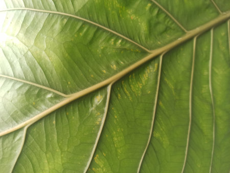 green leaf texture, close up of leaf texture, green leaf backgroundの写真素材