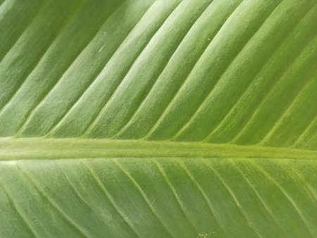 Close up of a green leaf texture, can be used as background