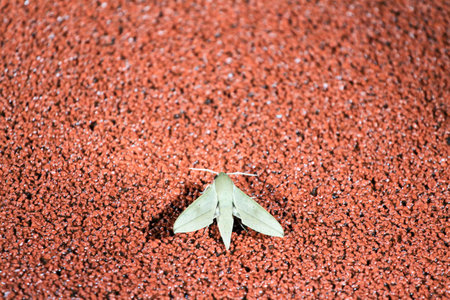 Moth on Texture: An exquisitely colored moth rests delicately on a rich textured surface, exhibiting its unique and delicate wings, captured in sharp focus.の写真素材