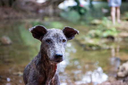 Dog by the water's edge: This heartwarming image captures a weathered dog standing at the water's edge, gazing out with a mix of curiosity and contentment.の写真素材