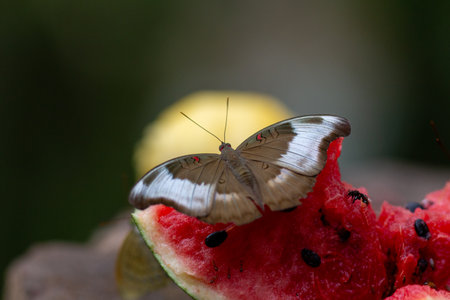 Butterfly's Sweet Repast: A beautiful butterfly with delicate wings is savoring a sweet piece of...