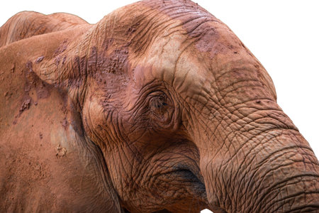 Elephant Face: A close-up view of an elephant's majestic face, highlighting its textured skin, soulful eye, and the raw beauty of the wilderness.の写真素材