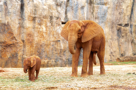 Elephant Family: A heartwarming scene unfolds as a majestic elephant and its calf stand together, their bond a testament to the beauty and strength of the wild.の写真素材