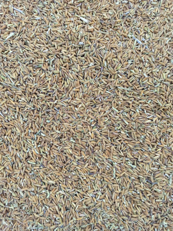 Rice seed background. Paddy rice texture. Close up.の写真素材