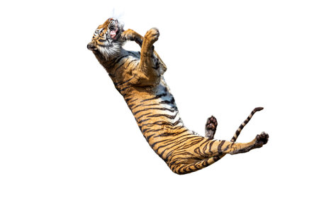 a tiger swallowtail butterfly insect on a white background featuring a nature inspired bodyの写真素材