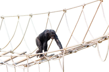 A chimpanzee is walking on a man-made rope bridge against a white background.の写真素材