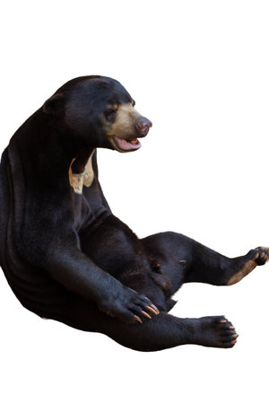 In the studio photograph, the Malayan sun bear (Helarctos malayanus), a mammal, is sleeping against a white background.の写真素材