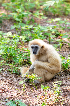 A fluffy baby gibbon with white fur sits looking out from the wild forest of Thailand in Asiaの写真素材