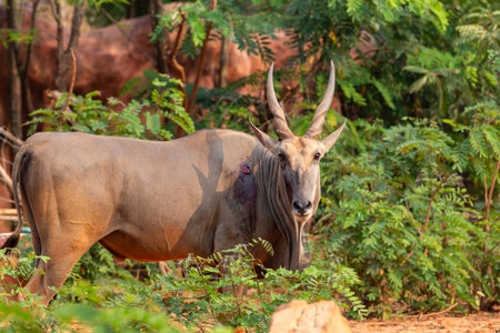 A majestic mammal with impressive antlers enjoys the natural park ecologyの写真素材