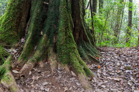 Mossy tree in the rainforest of Doi Inthanon National Park, Chiang Mai, Thailand