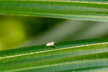 A detailed macro close-up of a small insect on a green leaf showcasing wild insects and garden fauna...