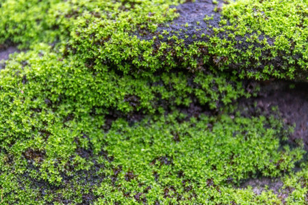 Dense bright green moss carpet growing on moist rock surface in natural environment