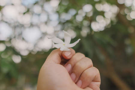 White flower small  in hold hand blurred background