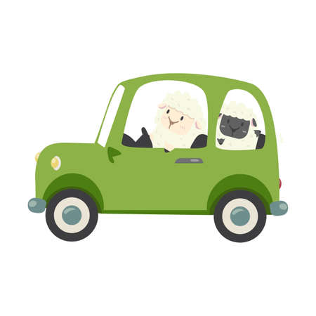 little sheep and black sheep driving car flatのイラスト素材