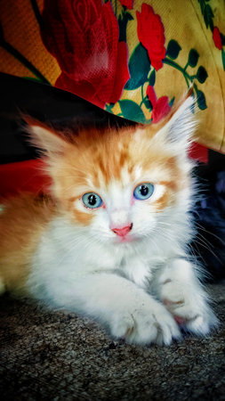 Cute orange kitten with blue eyes sitting on the sofa. Toned.の写真素材