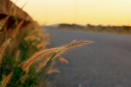 Flower grassの写真素材