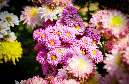 Beautiful pink Flower bloom on the pavement.の写真素材