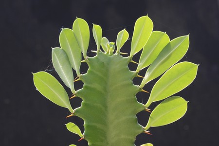 Euphorbiaの写真素材