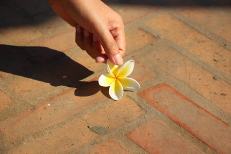 flower in handの写真素材