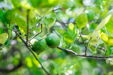 close up lemon after rain steped.の写真素材