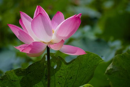 Pink lotus and green leaf lotus in river of Thailand.の写真素材