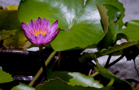 Pink lotus and green leaf lotus in river of Thailandの写真素材