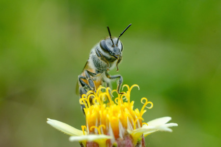 Macro,Bee eating, sucking the yellow flower in the gardenの写真素材