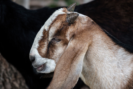 Close up goat,Brown goat look so cute.の写真素材