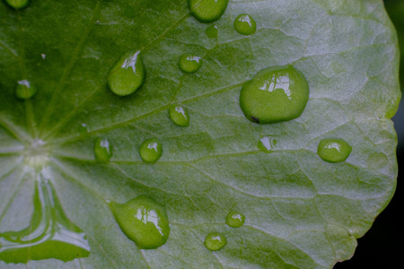 water drop on leaf.の写真素材
