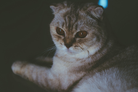 Portrait of a cat Scottish Fold close up on Black background.の写真素材