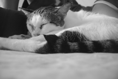 Sleepの写真素材