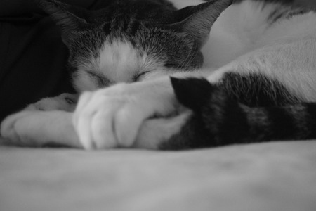 catの写真素材