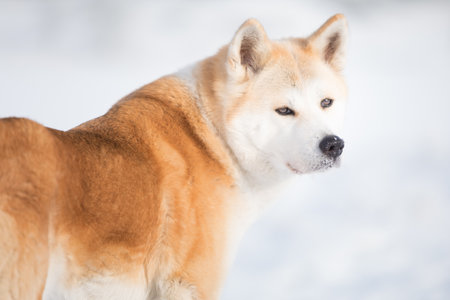 Portrait of a Japanese Akita Inu dog in the snow