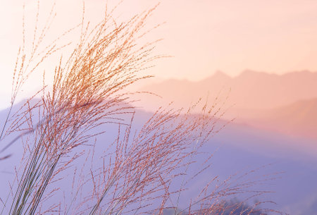 grass in The Natureの写真素材