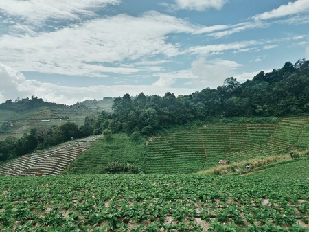 Strawberry farm in Chiang Mai thailand