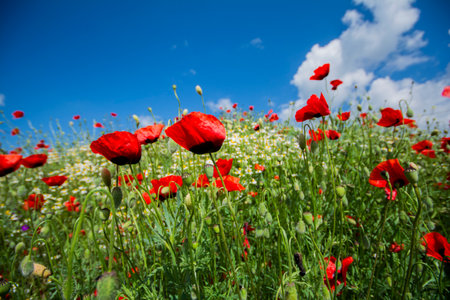 poppies that come to life in nature with the arrival of springの写真素材