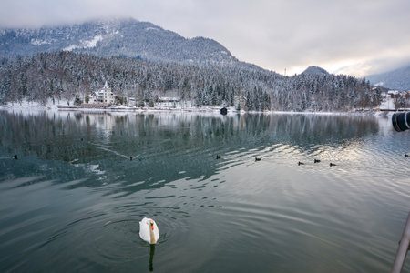 Beautiful swan swimming on lakeの写真素材