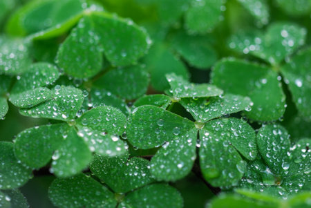 Green clover leaves with water drops close-up. nature background