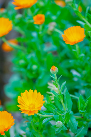 Calendula officinalis flower in the gardenの写真素材