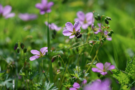 Purple flowers and bee on the background of green grass in the summerの写真素材