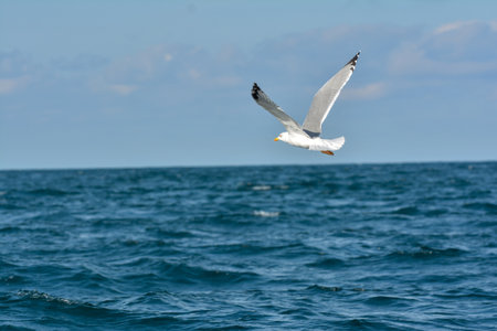 Seagull flying in the blue sky over the sea. Scientific name: Larus dominicanus.の写真素材