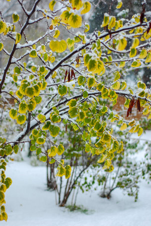 First snow on the leaves of a birch tree in early springの写真素材