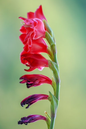 Red gladiolus flower on a green background. Shallow depth of field.の写真素材